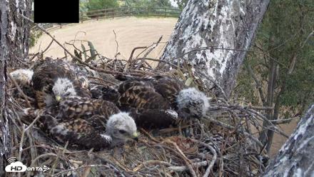 Red-Tailed Hawk Live Webcam - Apr 25, 2026, 12:22pm PDT