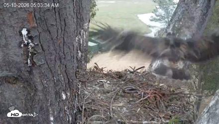 Red-Tailed Hawk Live Webcam - May 10, 2026, 6:06am PDT