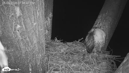 Red-Tailed Hawk Live Webcam - May 9, 2026, 8:49pm PDT
