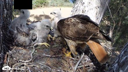 Red-Tailed Hawk Live Webcam - Apr 15, 2026, 3:32pm PDT