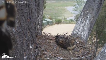 Red-Tailed Hawk Live Webcam - May 16, 2026, 1:50pm PDT