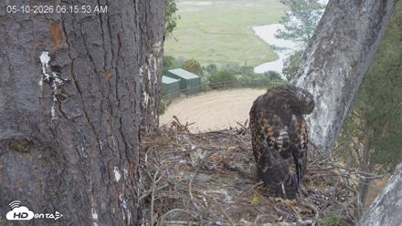 Red-Tailed Hawk Live Webcam - May 10, 2026, 7:17am PDT