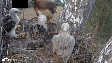 Red-Tailed Hawk Live Webcam - Apr 17, 2026, 6:26pm PDT