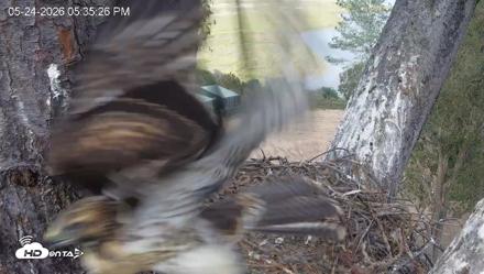 Red-Tailed Hawk Live Webcam - May 24, 2026, 6:36pm PDT