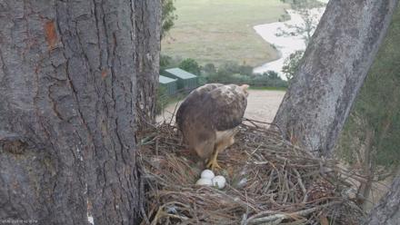 Red-Tailed Hawk Live Webcam - Mar 9, 2026, 6:44pm PDT