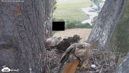 Red-Tailed Hawk Live Webcam - May 7, 2026, 9:30am PDT