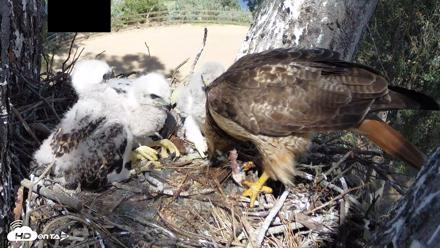 Red-Tailed Hawk Live Webcam - Apr 15, 2026, 3:25pm PDT