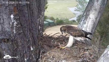 Red-Tailed Hawk Live Webcam - May 15, 2026, 4:21pm PDT