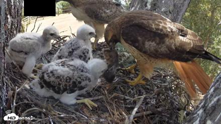 Red-Tailed Hawk Live Webcam - Apr 15, 2026, 10:20am PDT