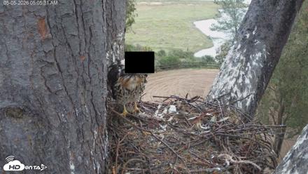Red-Tailed Hawk Live Webcam - May 5, 2026, 6:06am PDT