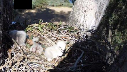 Red-Tailed Hawk Live Webcam - Apr 1, 2026, 3:52pm PDT