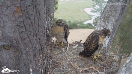 Red-Tailed Hawk Live Webcam - May 8, 2026, 8:59am PDT