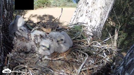 Red-Tailed Hawk Live Webcam - Apr 15, 2026, 3:34pm PDT