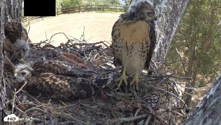 Red-Tailed Hawk Live Webcam - Apr 28, 2026, 10:37am PDT