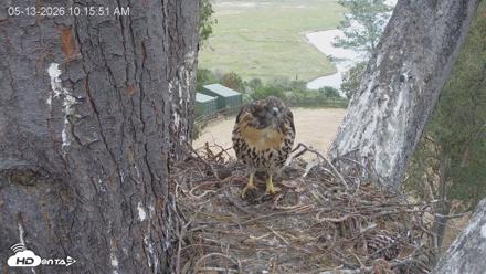 Red-Tailed Hawk Live Webcam - May 13, 2026, 11:19am PDT