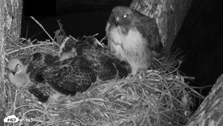 Red-Tailed Hawk Live Webcam - Apr 22, 2026, 7:49pm PDT