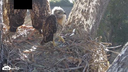 Red-Tailed Hawk Live Webcam - Apr 29, 2026, 7:06am PDT