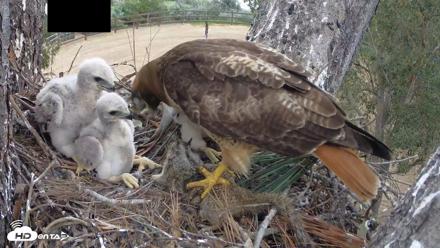 Red-Tailed Hawk Live Webcam - Apr 12, 2026, 3:10pm PDT