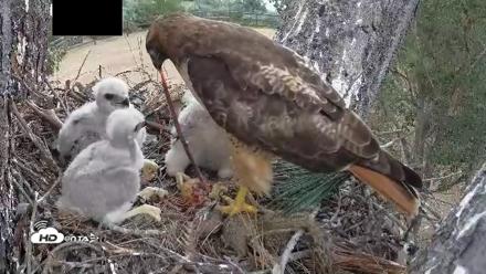 Red-Tailed Hawk Live Webcam - Apr 12, 2026, 3:23pm PDT