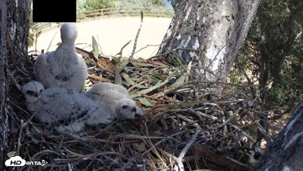 Red-Tailed Hawk Live Webcam - Apr 11, 2026, 1:55pm PDT