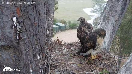 Red-Tailed Hawk Live Webcam - May 10, 2026, 6:02am PDT