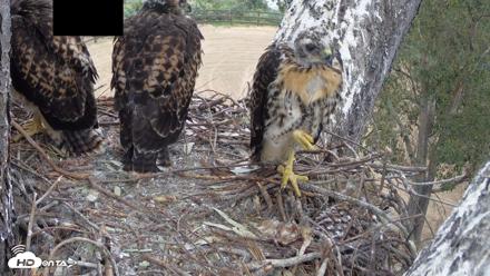 Red-Tailed Hawk Live Webcam - May 1, 2026, 7:42am PDT