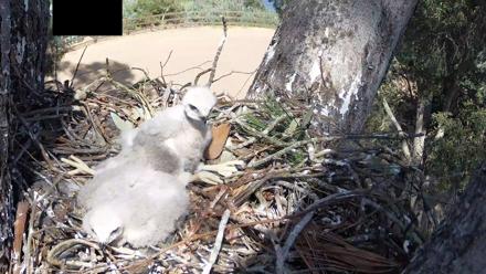 Red-Tailed Hawk Live Webcam - Apr 7, 2026, 3:11pm PDT