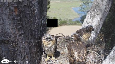 Red-Tailed Hawk Live Webcam - May 1, 2026, 2:55pm PDT