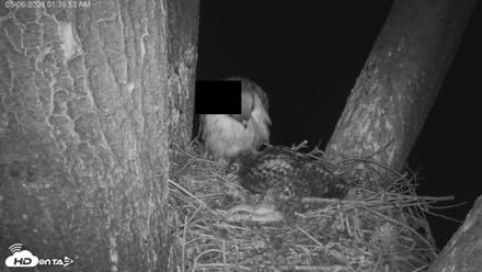 Red-Tailed Hawk Live Webcam - May 6, 2026, 2:37am PDT