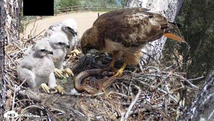 Red-Tailed Hawk Live Webcam - Apr 15, 2026, 1:20pm PDT