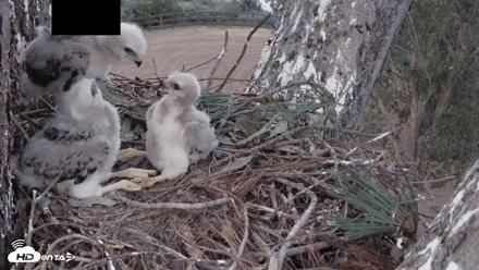 Red-Tailed Hawk Live Webcam - Apr 13, 2026, 7:30pm PDT