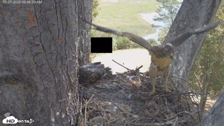 Red-Tailed Hawk Live Webcam - May 7, 2026, 10:51am PDT