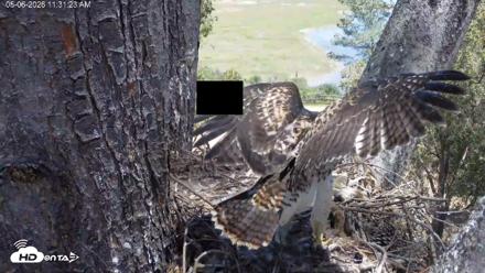 Red-Tailed Hawk Live Webcam - May 6, 2026, 12:34pm PDT