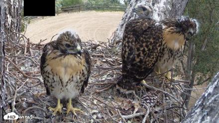 Red-Tailed Hawk Live Webcam - Apr 30, 2026, 11:24am PDT