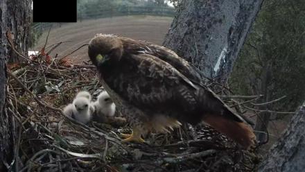 Red-Tailed Hawk Live Webcam - Mar 29, 2026, 6:32am PDT