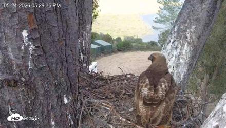 Red-Tailed Hawk Live Webcam - May 24, 2026, 6:33pm PDT