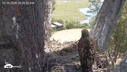 Red-Tailed Hawk Live Webcam - May 14, 2026, 10:30am PDT