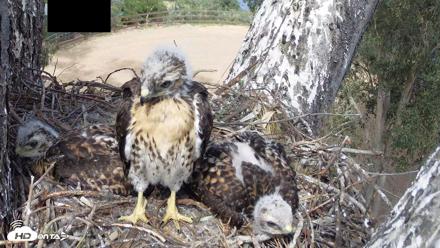 Red-Tailed Hawk Live Webcam - Apr 26, 2026, 3:29pm PDT