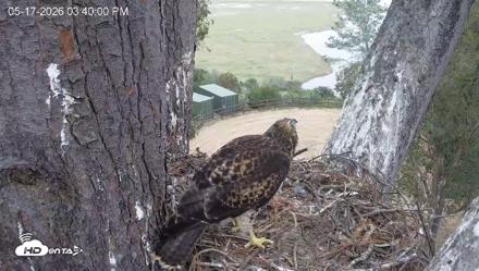 Red-Tailed Hawk Live Webcam - May 17, 2026, 4:44pm PDT