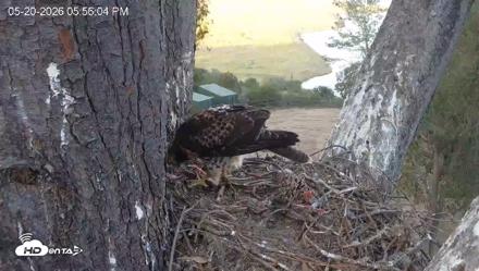 Red-Tailed Hawk Live Webcam - May 20, 2026, 6:56pm PDT