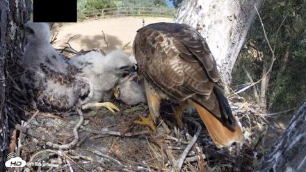 Red-Tailed Hawk Live Webcam - Apr 15, 2026, 3:31pm PDT