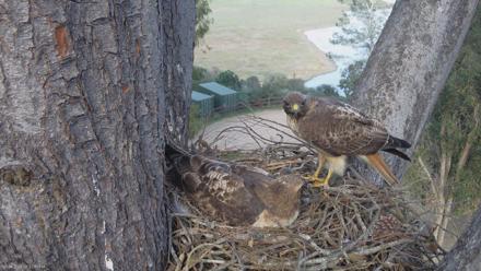 Red-Tailed Hawk Live Webcam - Mar 4, 2026, 3:30pm PST