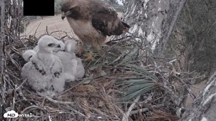 Red-Tailed Hawk Live Webcam - Apr 12, 2026, 7:28pm PDT