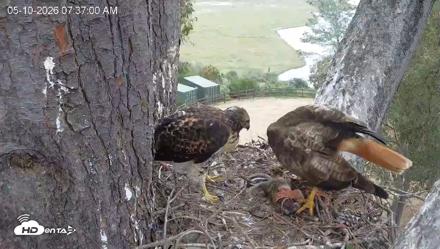 Red-Tailed Hawk Live Webcam - May 10, 2026, 8:40am PDT