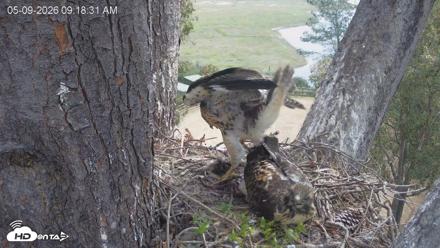 Red-Tailed Hawk Live Webcam - May 9, 2026, 10:19am PDT
