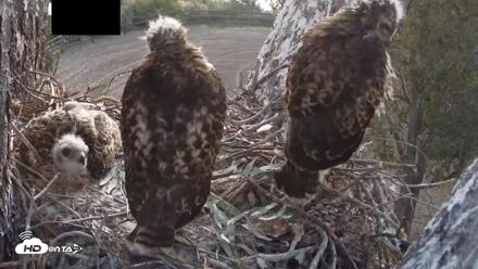 Red-Tailed Hawk Live Webcam - Apr 28, 2026, 5:55am PDT