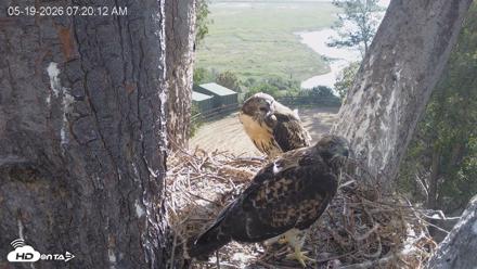 Red-Tailed Hawk Live Webcam - May 19, 2026, 8:20am PDT