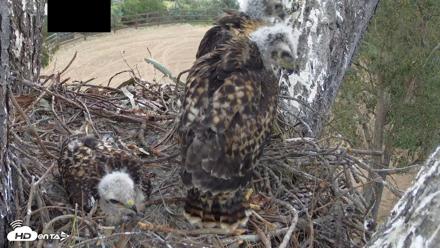 Red-Tailed Hawk Live Webcam - Apr 24, 2026, 5:38pm PDT