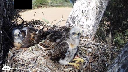 Red-Tailed Hawk Live Webcam - Apr 23, 2026, 3:10pm PDT