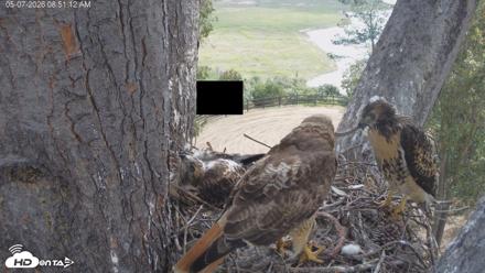 Red-Tailed Hawk Live Webcam - May 7, 2026, 9:54am PDT